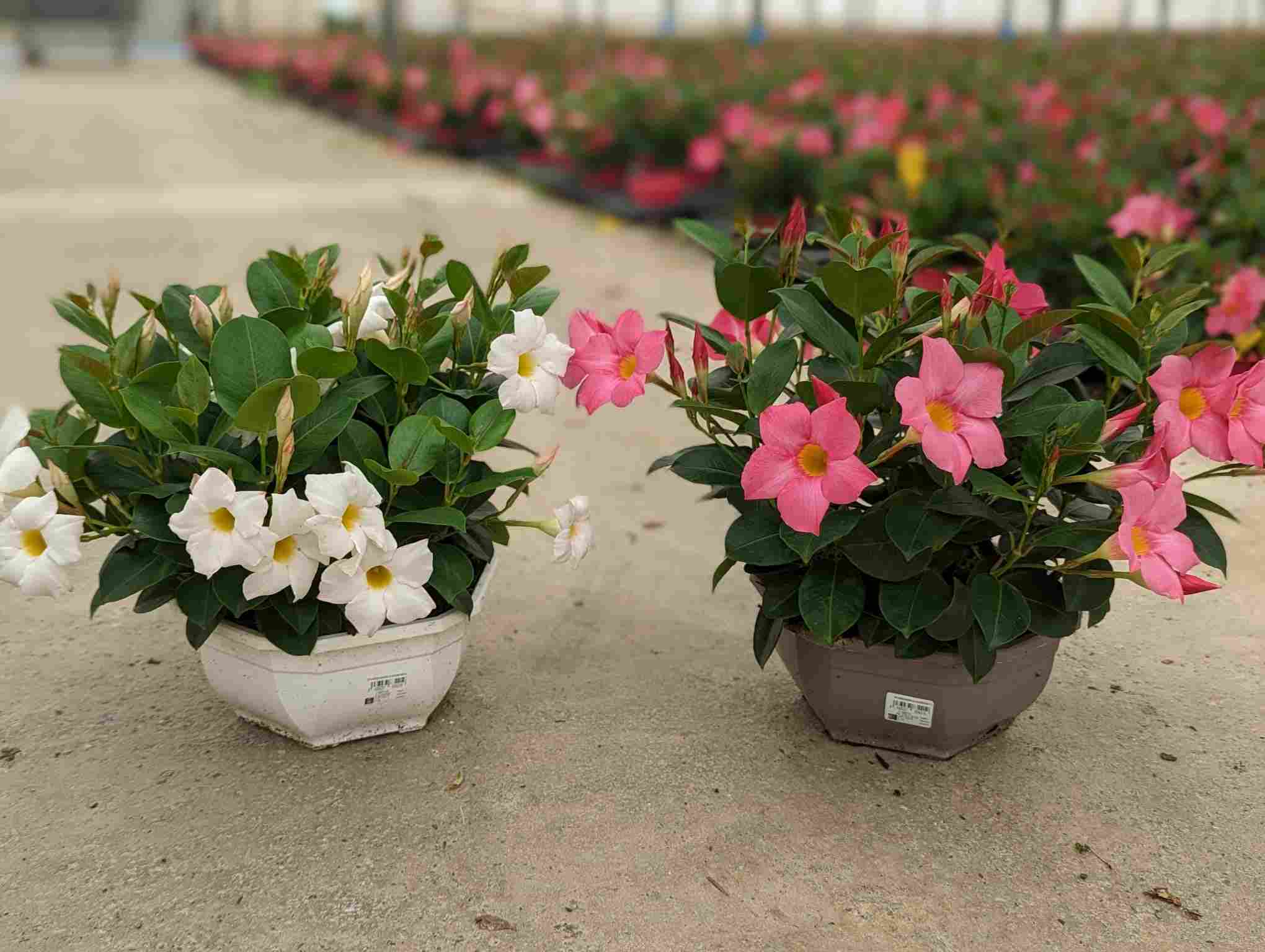 DIPLADENIA SANDERI C 23 OCE ARBUSTIVA TST