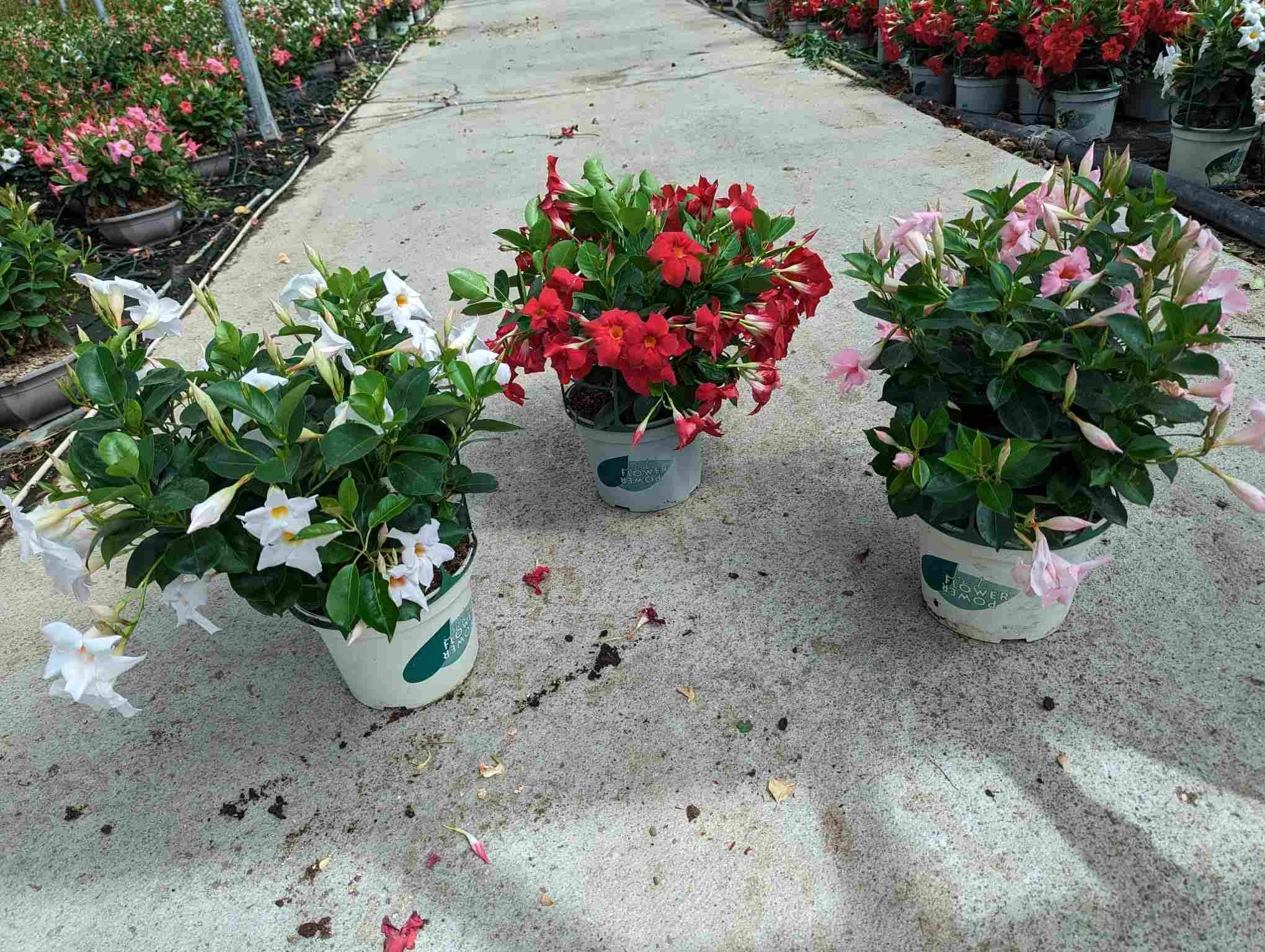DIPLADENIA COLECCIÓN C 23 ARBUSTIVO