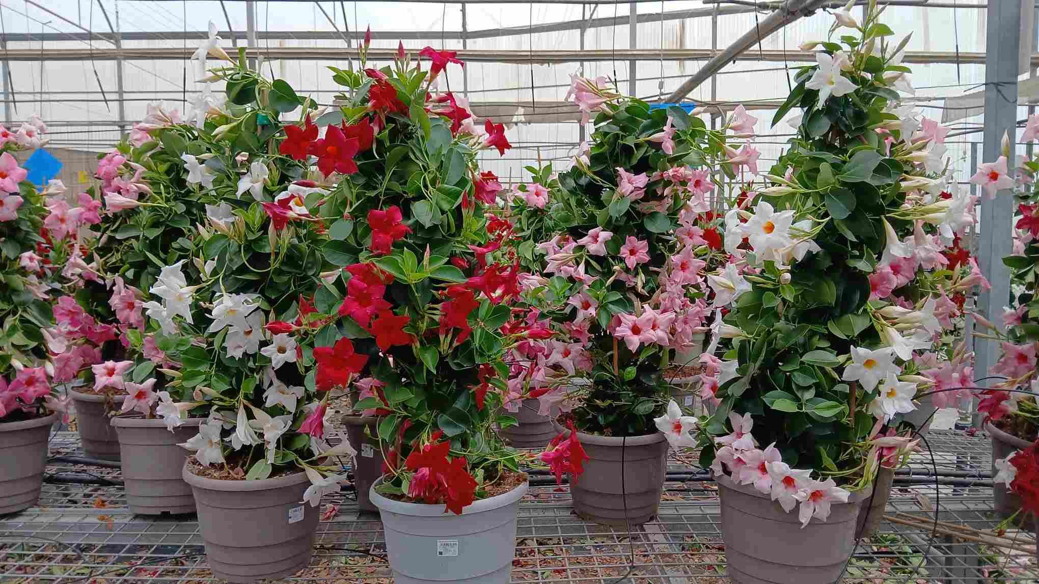 DIPLADENIA COLECCIÓN C 25 PIRAMIDE 90 CM TST