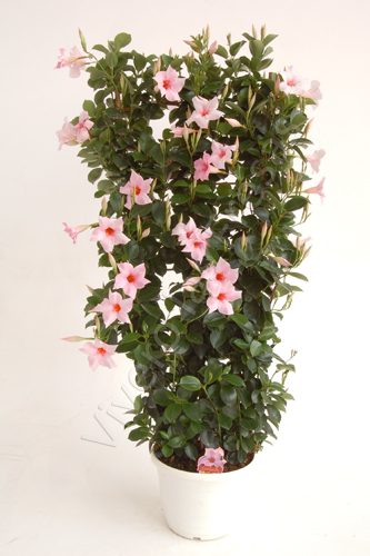 DIPLADENIA COLECCIÓN C 35 PIRAMID/ESPAL 1.35 M