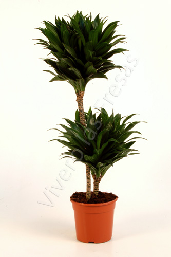 DRACAENA COMPACTA C 17 45.15 CM