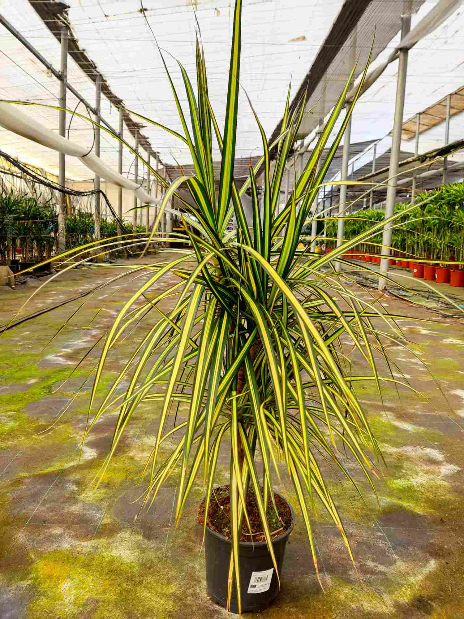 DRACAENA SUNRAY C 17 45.15 CM
