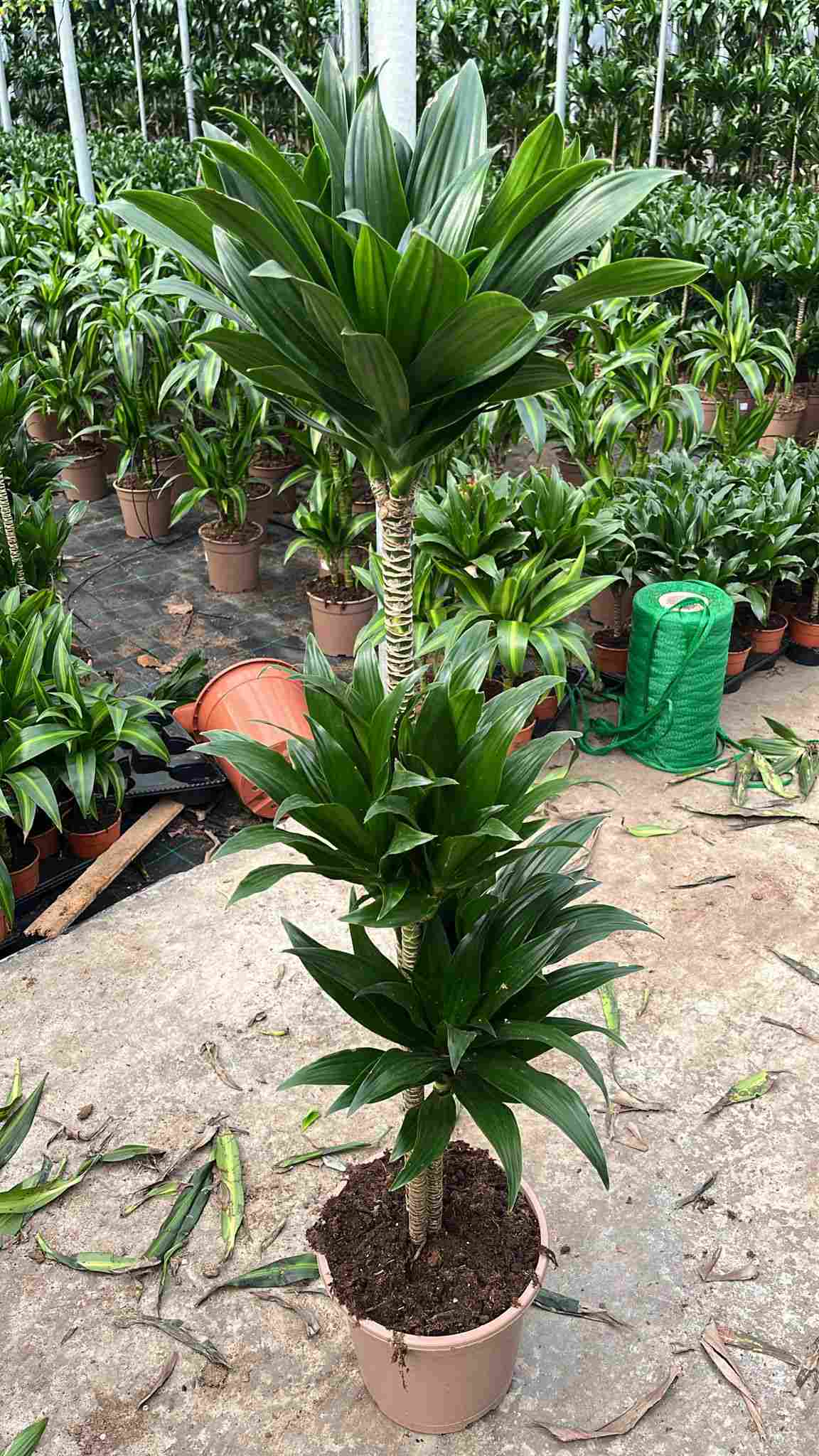 DRACAENA COMPACTA C 20 60.30.15 CM