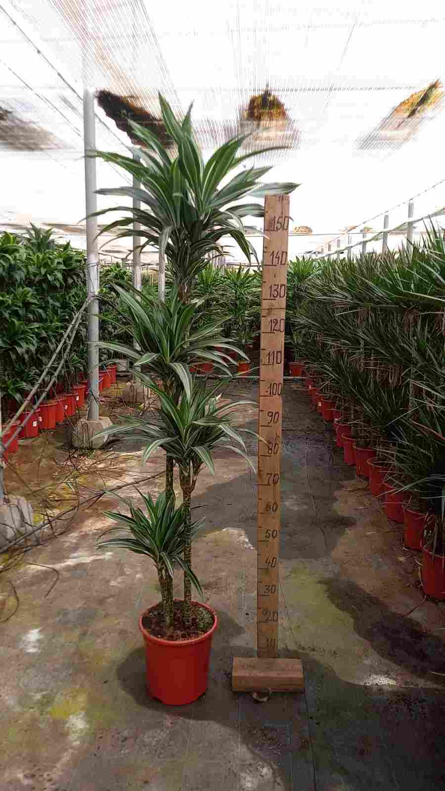 DRACAENA DEREMENSIS C 25 120.90.60.30 CM