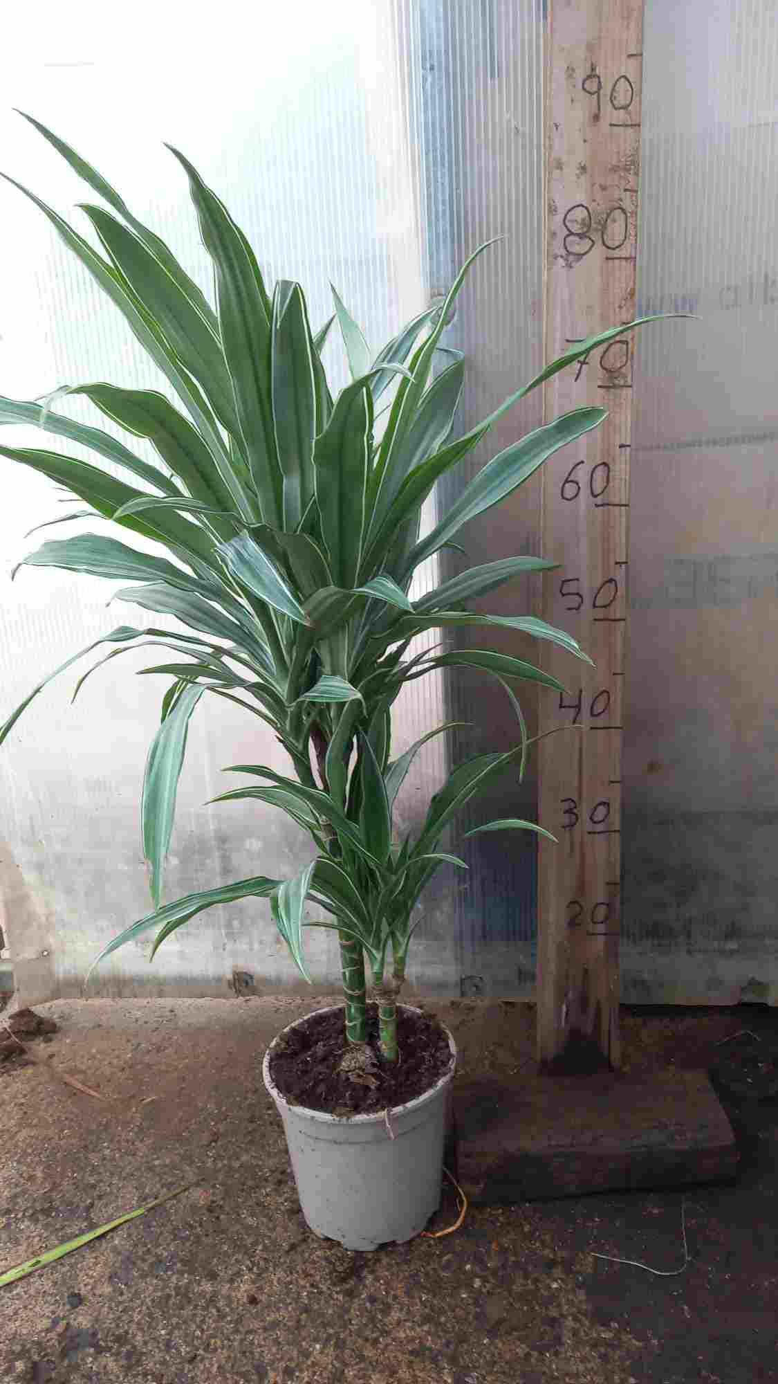 DRACAENA DEREMENSIS MIX C 16 30.15 CM