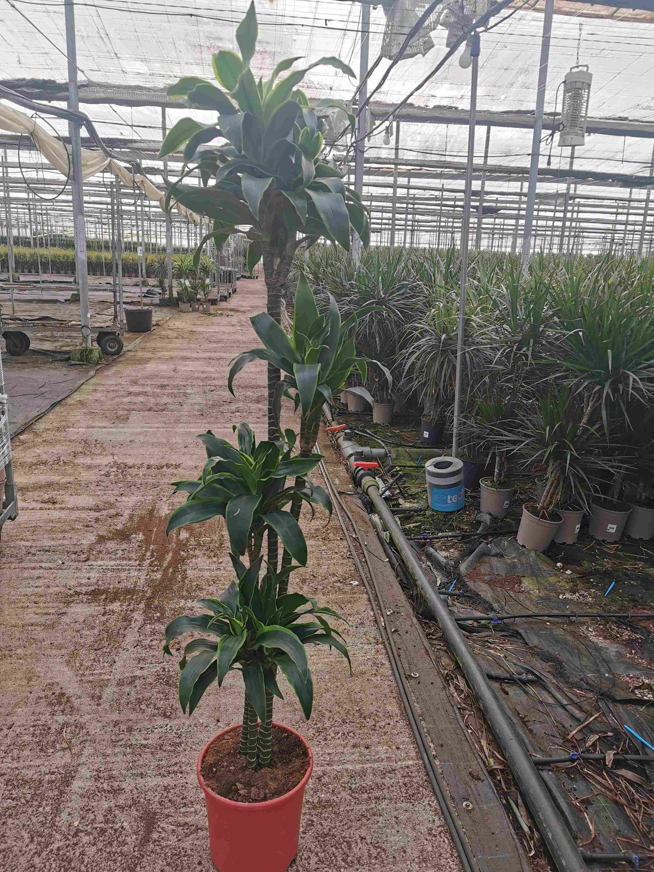 DRACAENA DORADO C 30 150.120.90.60.30 CM