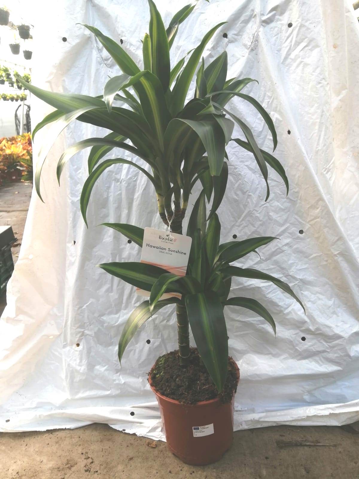 DRACAENA HAWAII SUNSHINE C 17 45.15 CM