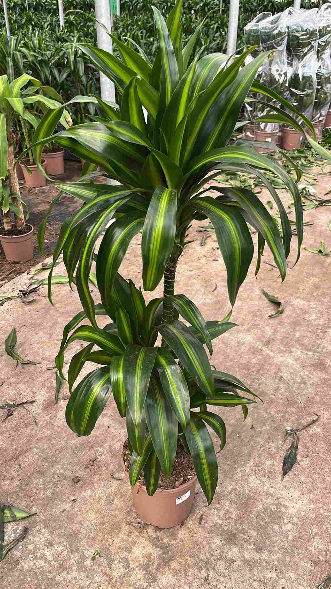 DRACAENA HAWAII SUNSHINE C 20 60.30.15 CM