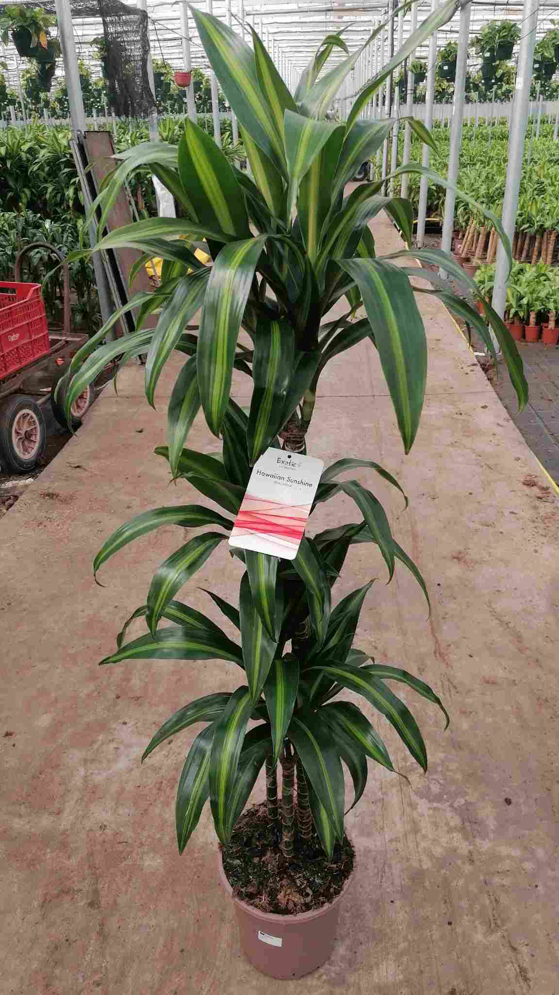 DRACAENA HAWAII SUNSHINE C 22 90.60.30 CM