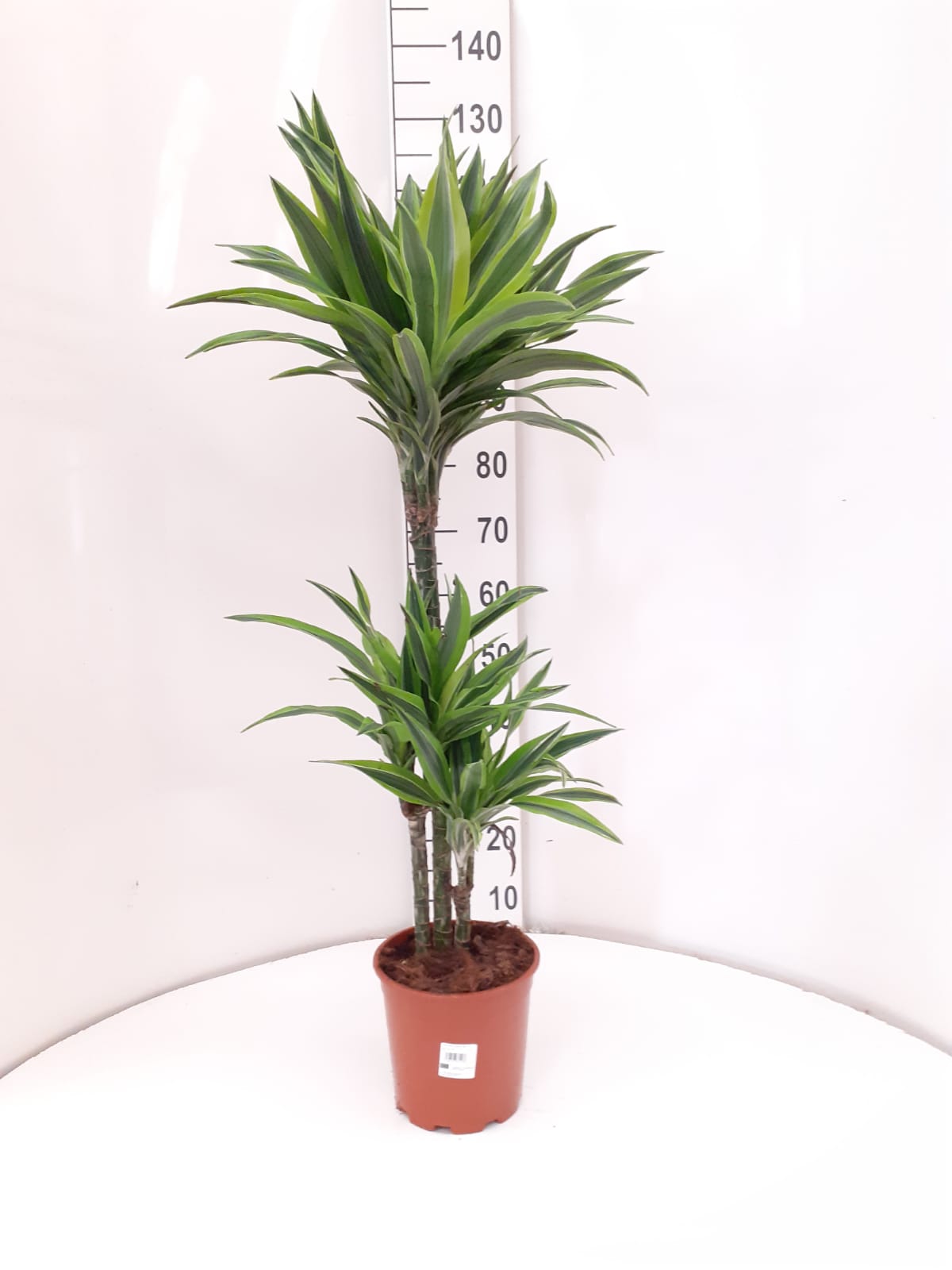 DRACAENA LEMON LIME C 20 60.30.15 CM