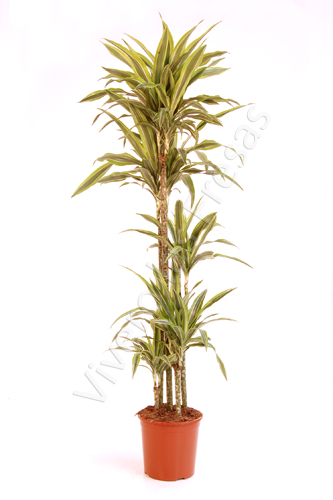 DRACAENA LEMON LIME C 25 120.90.60.30 CM