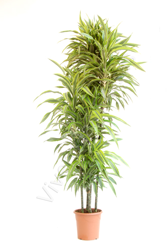 DRACAENA LEMON LIME C 30 150.120.90.60.30 CM