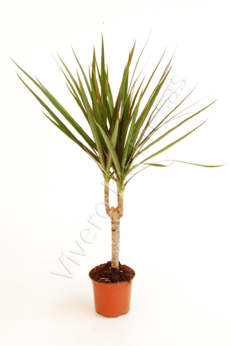 DRACAENA MARGINATA C 12 CABEZA