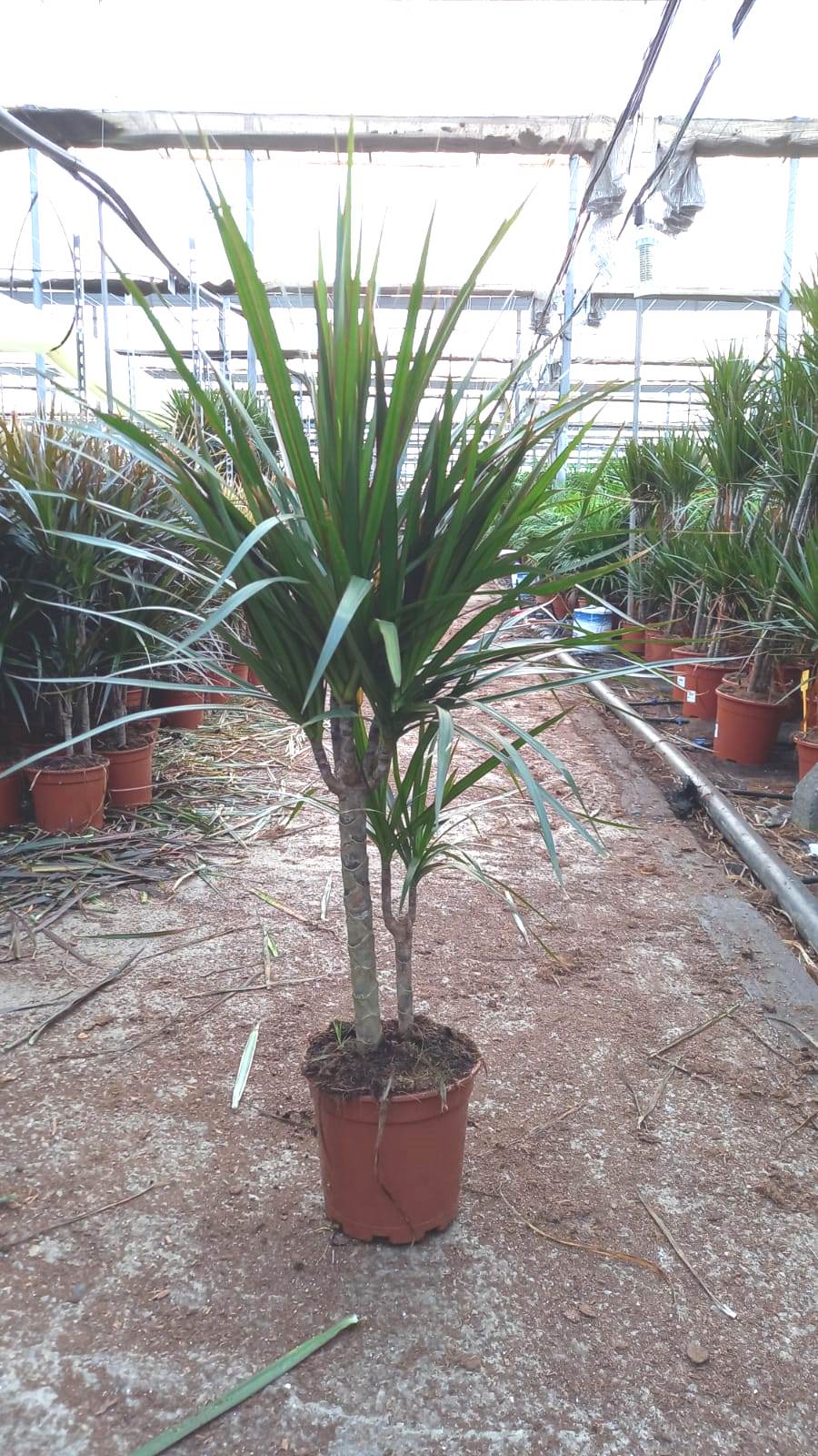 DRACAENA MARGINATA C 16 30.15 CM A1