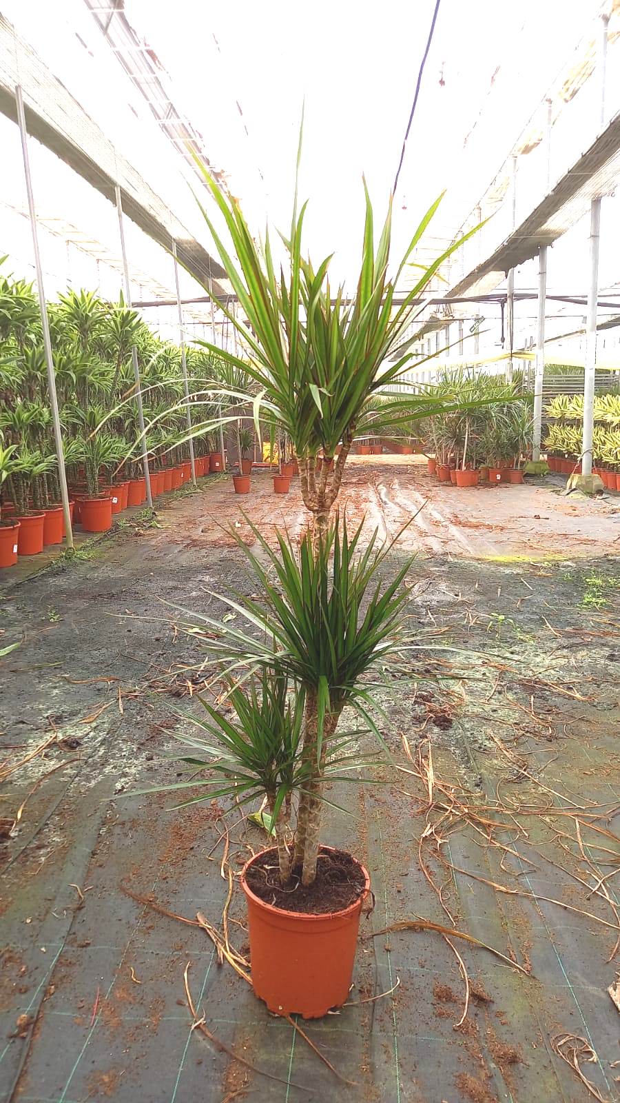 DRACAENA MARGINATA C 20 60.30.15 CM A1