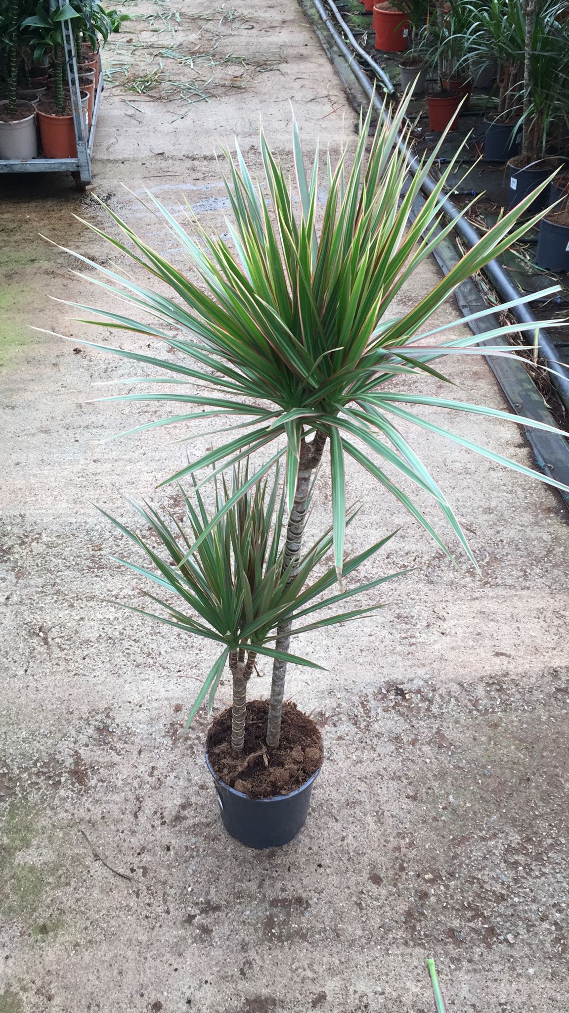 DRACAENA MARGINATA BICOLOR C 20 60.30 CM