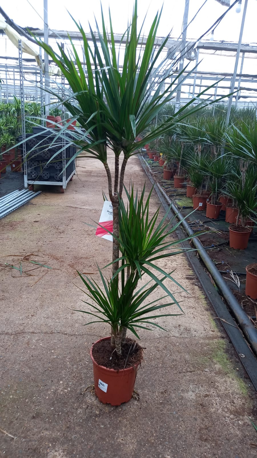 DRACAENA MARGINATA C 20 60.30.15 CM