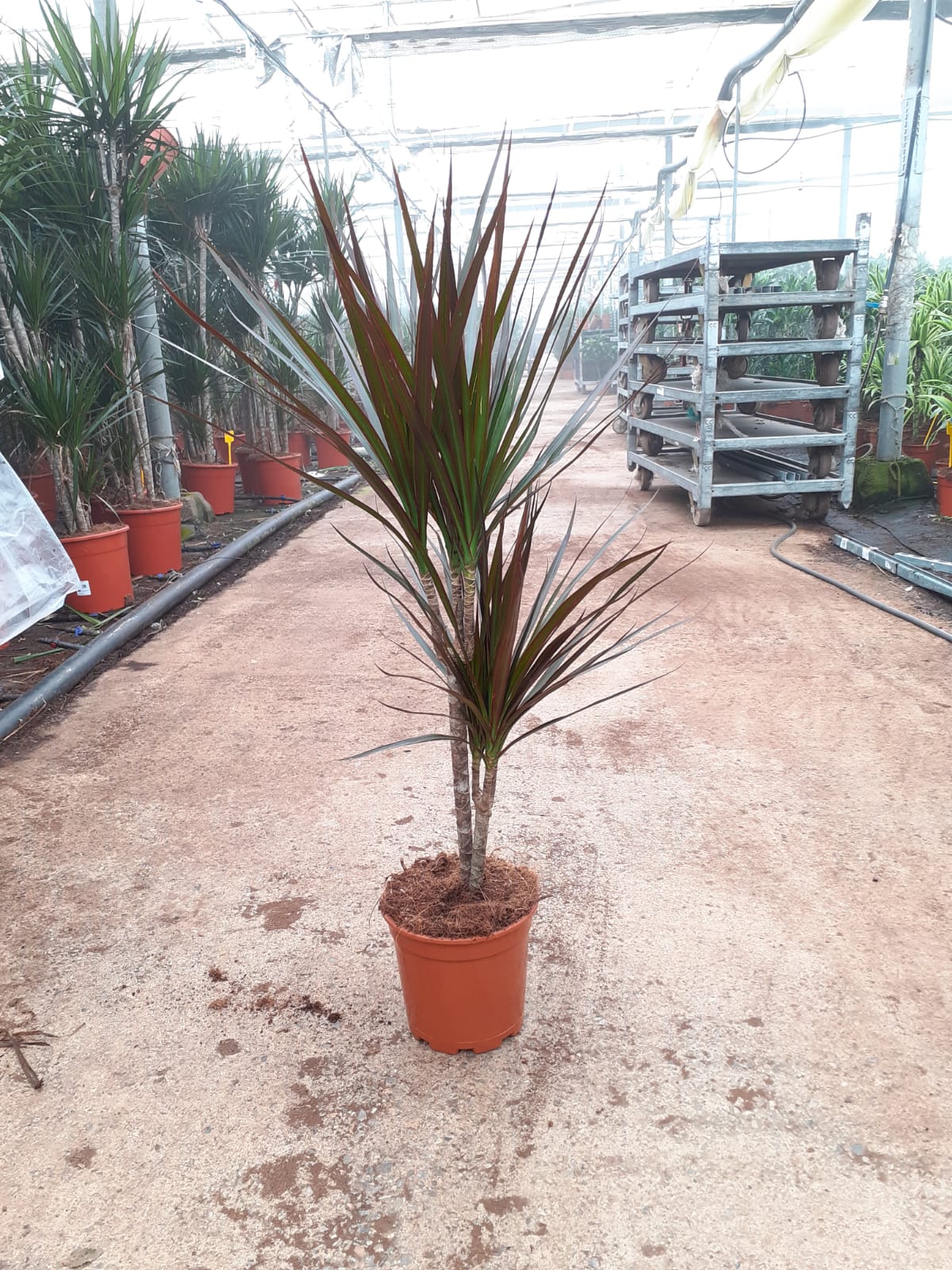 DRACAENA MAGENTA C 16 30.15 CM