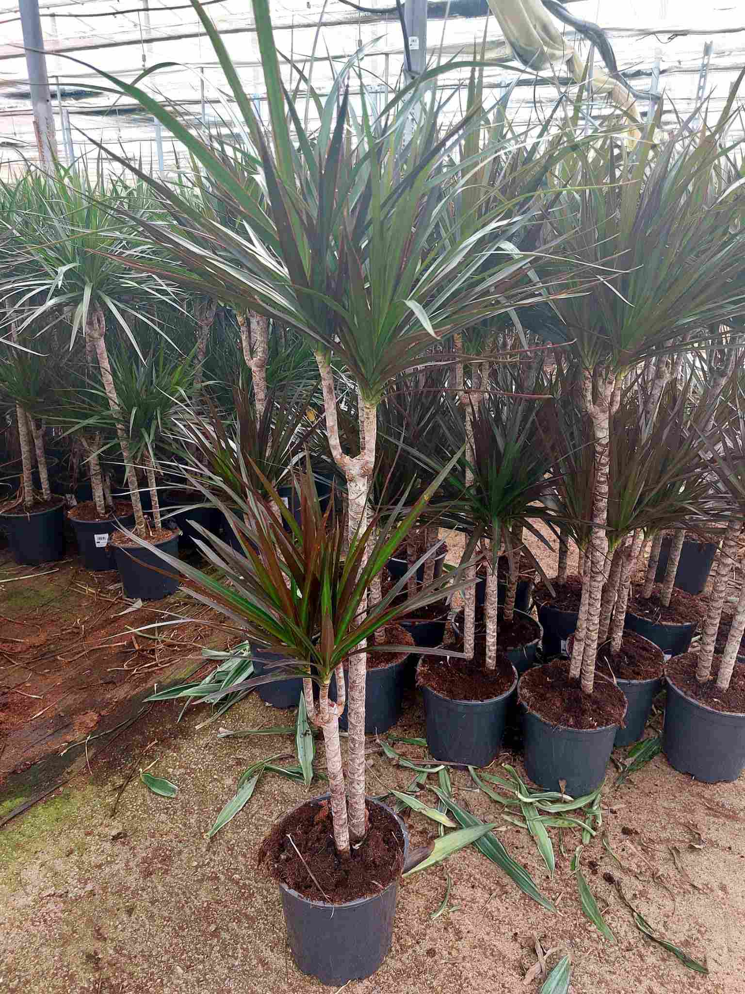 DRACAENA MAGENTA C 20 60.30 CM