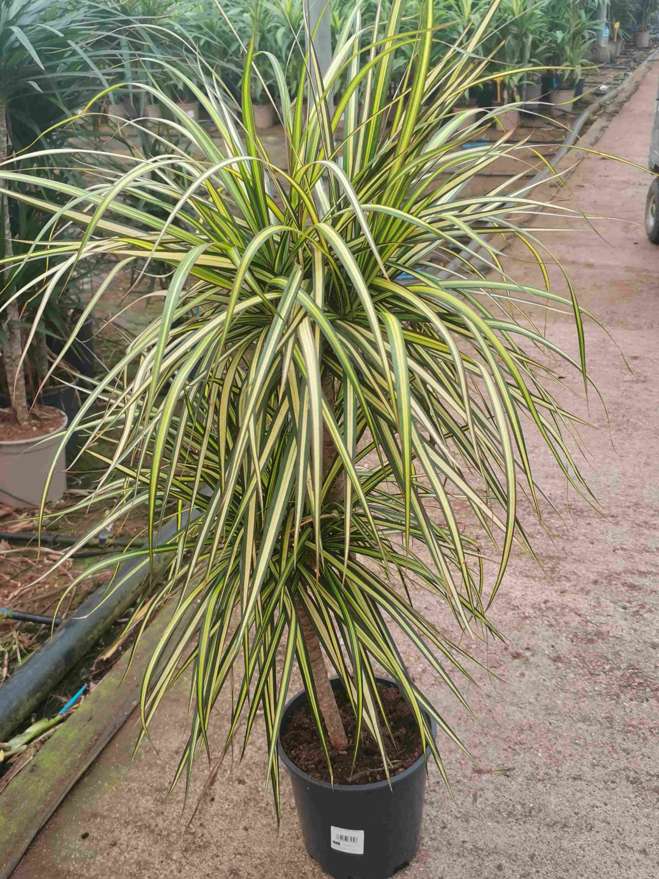 DRACAENA SUNRAY C 20 60.30.15 CM