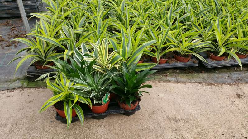 DRACAENA MIX CABEZA C 12