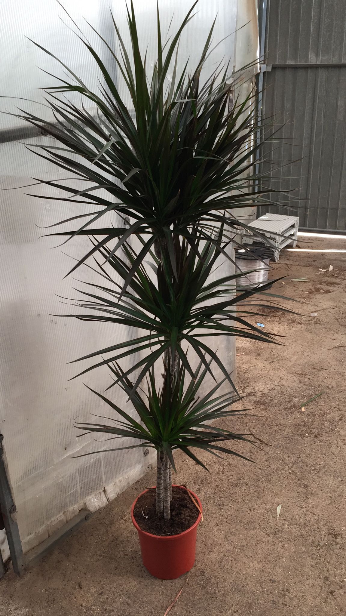 DRACAENA MAGENTA C 22 90.60.30.15 CM