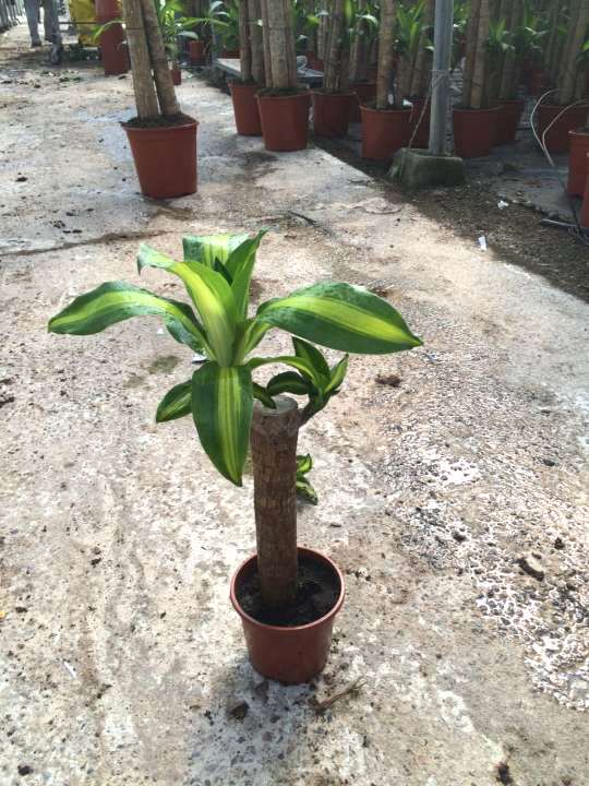 DRACAENA MASSANGEANA C 12 30 CM "1 brote"