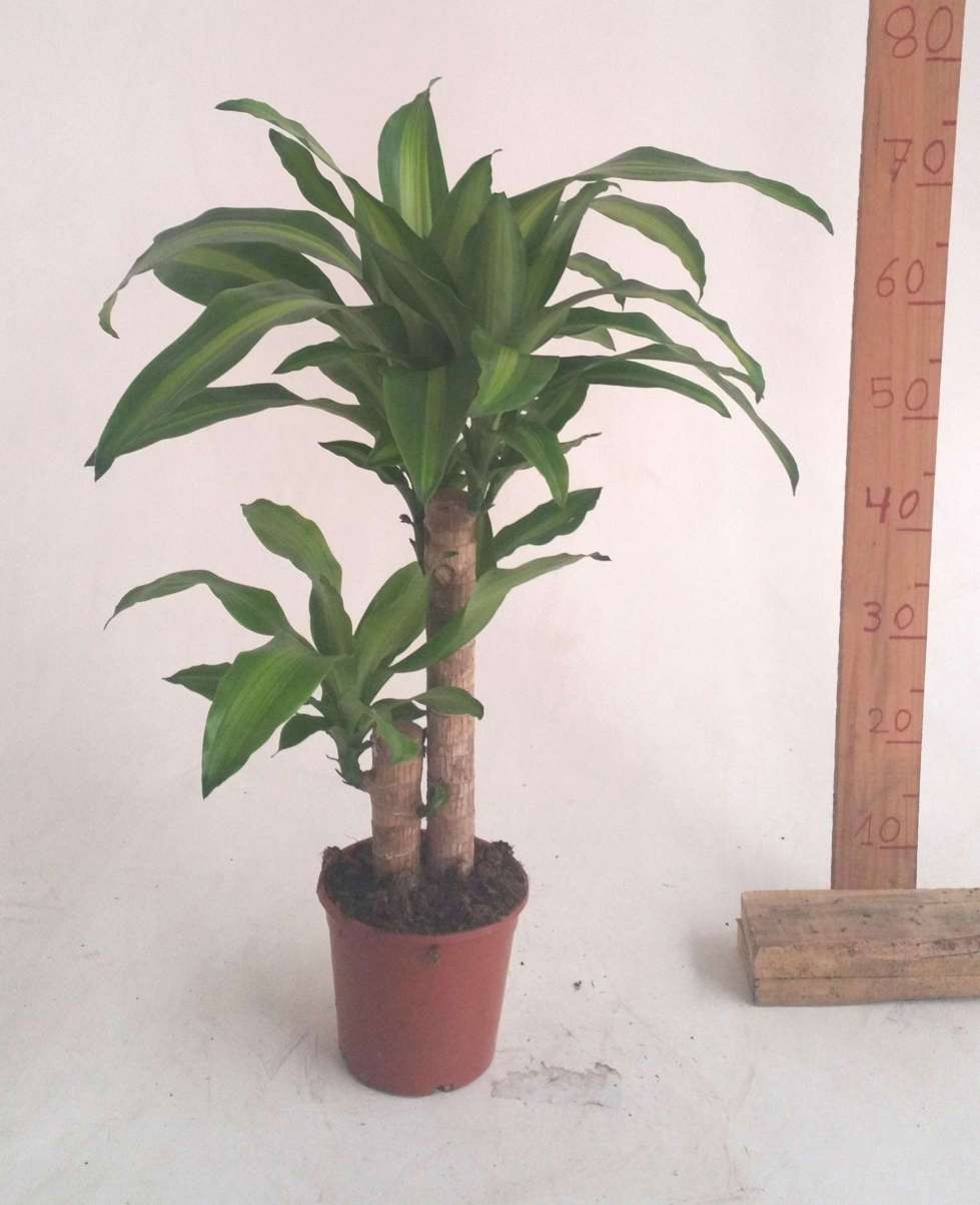 DRACAENA MASSANGEANA C 17 45.20 CM "2 brotes"