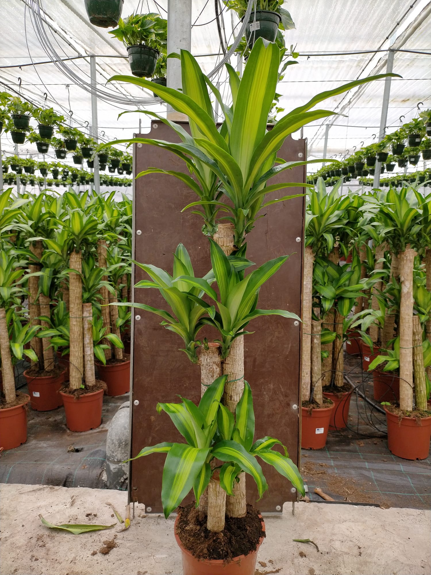 DRACAENA MASSANGEANA C 22 90.60.30 CM