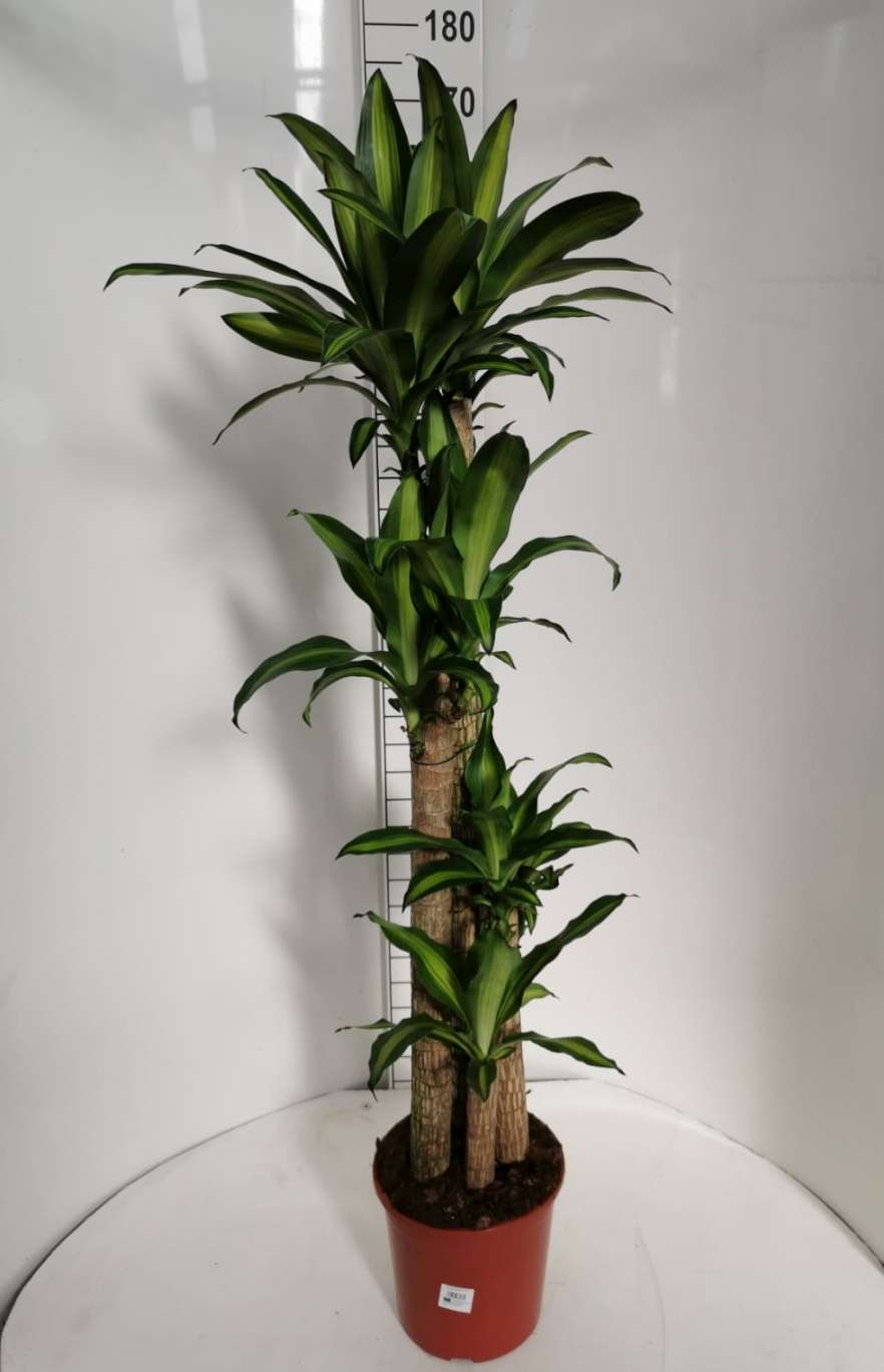 DRACAENA MASSANGEANA C 25 120.90.60.30 CM