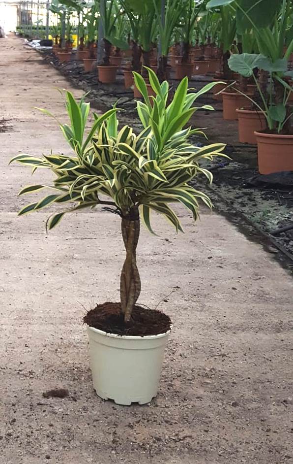 DRACAENA SONG OF INDIA C 16 TRENZADA 30 CM