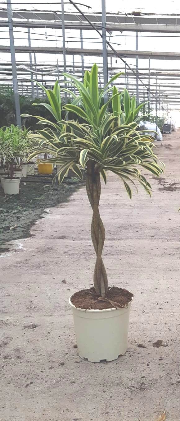 DRACAENA SONG OF INDIA C 20 TRENZADA 45 CM