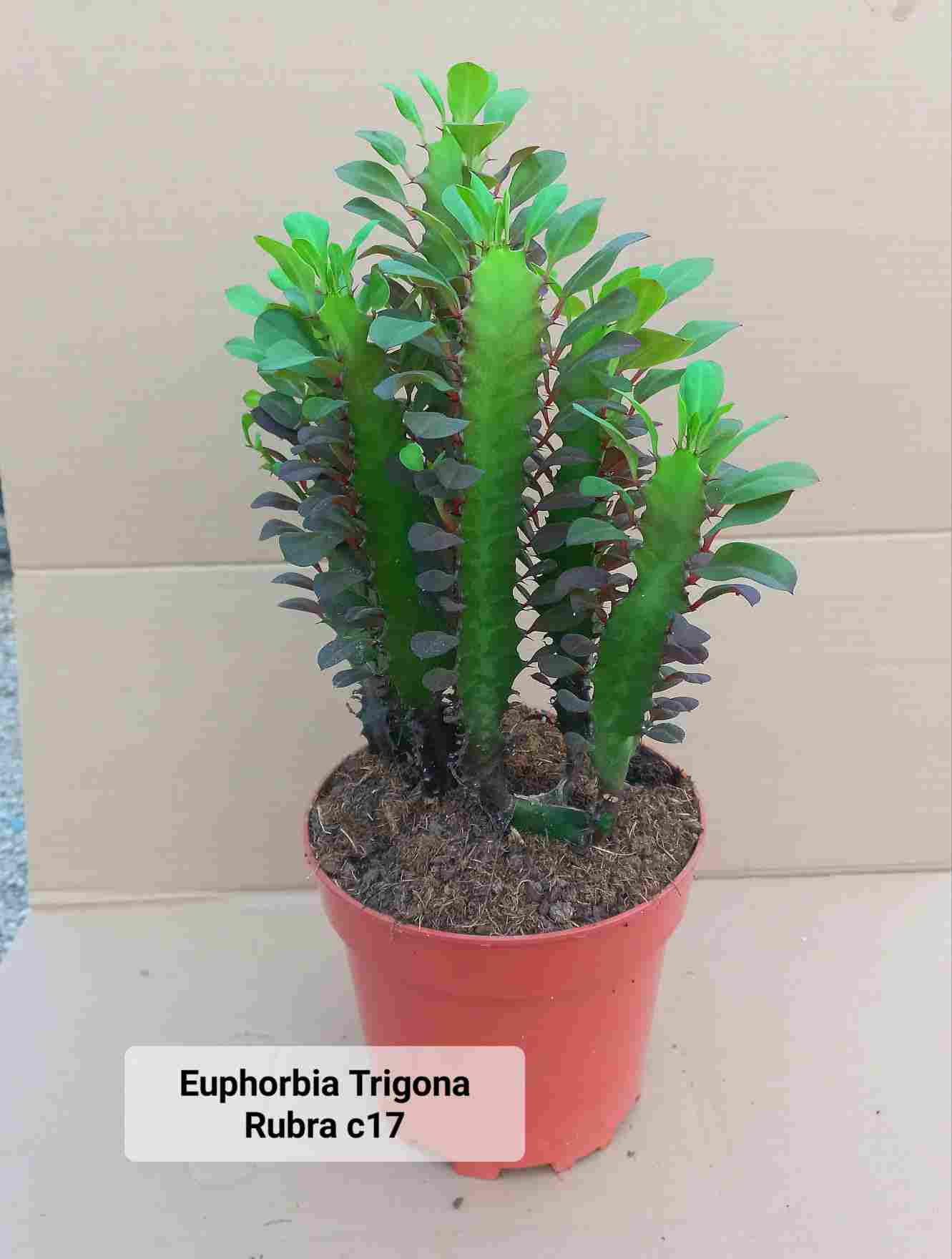 EUPHORBIA TRIGONA C 17