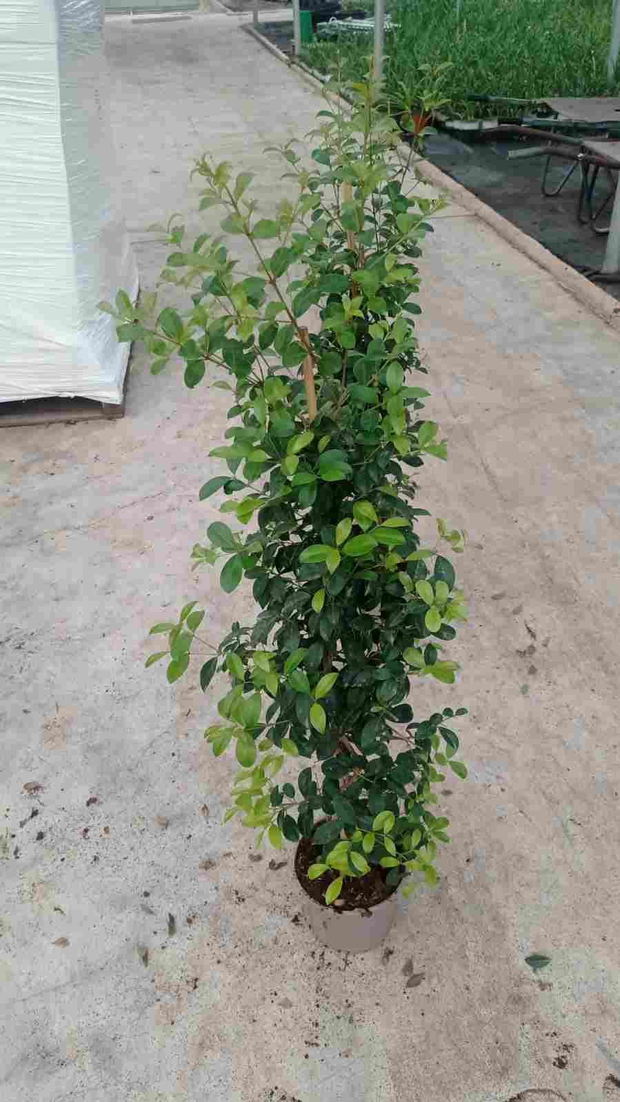 EUGENIA C 17 CAÑA 90 CM