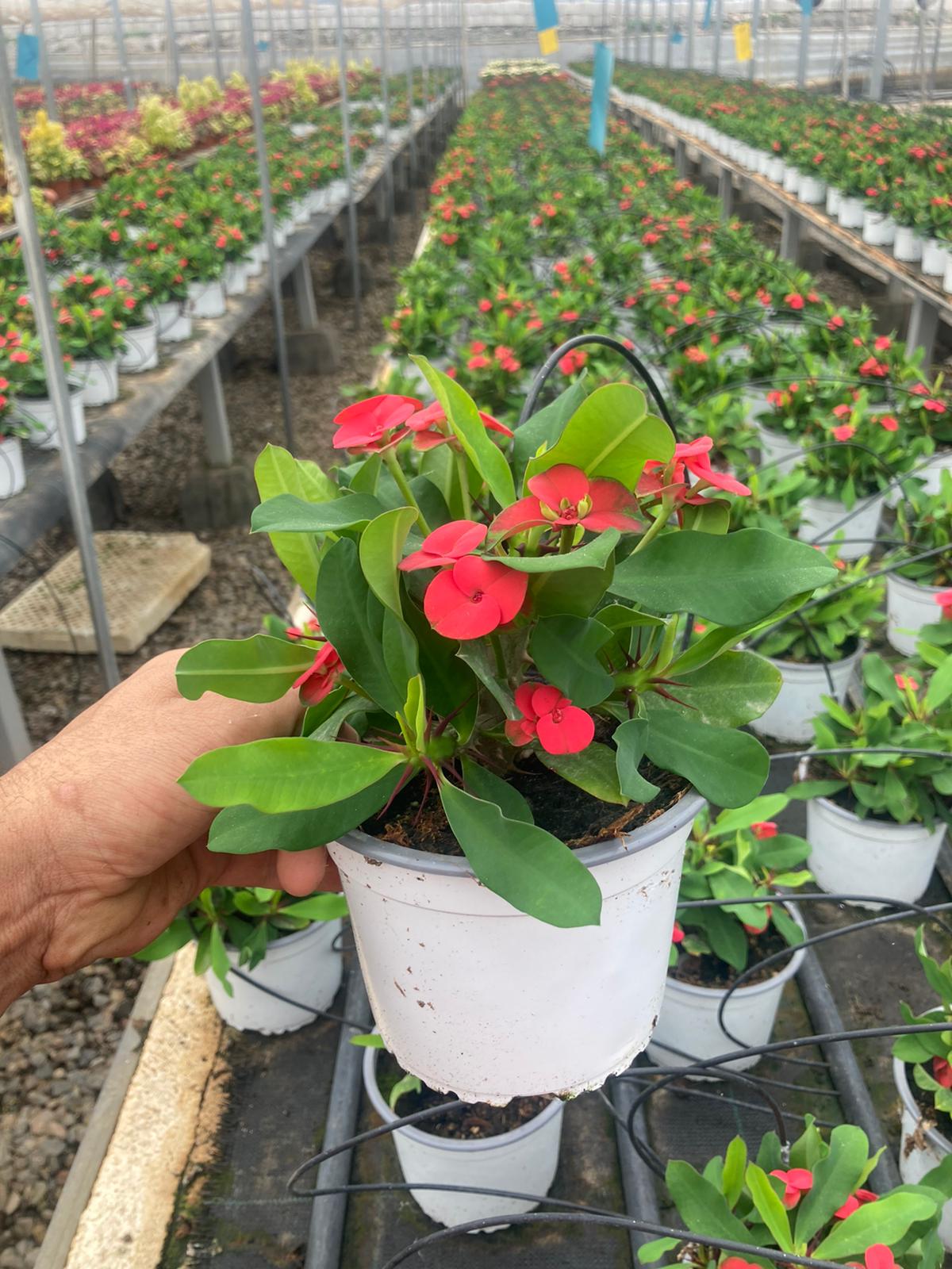 EUPHORBIA MILLI C 14