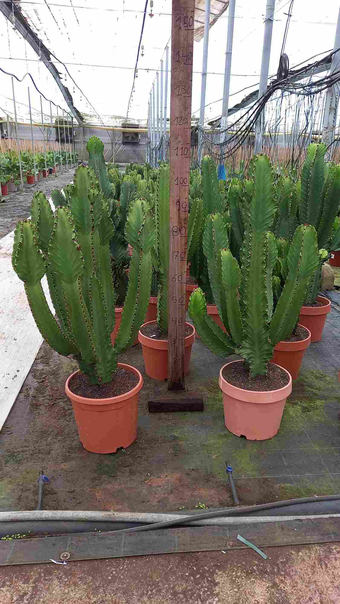 EUPHORBIA INGENS C 32 RAMIFICADA