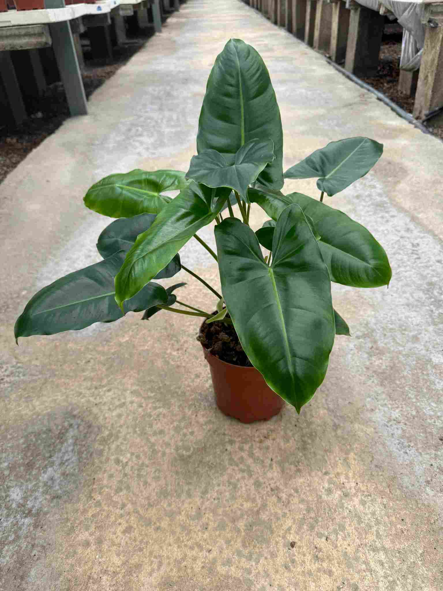 PHILODENDRON PARAISO VERDE C 17