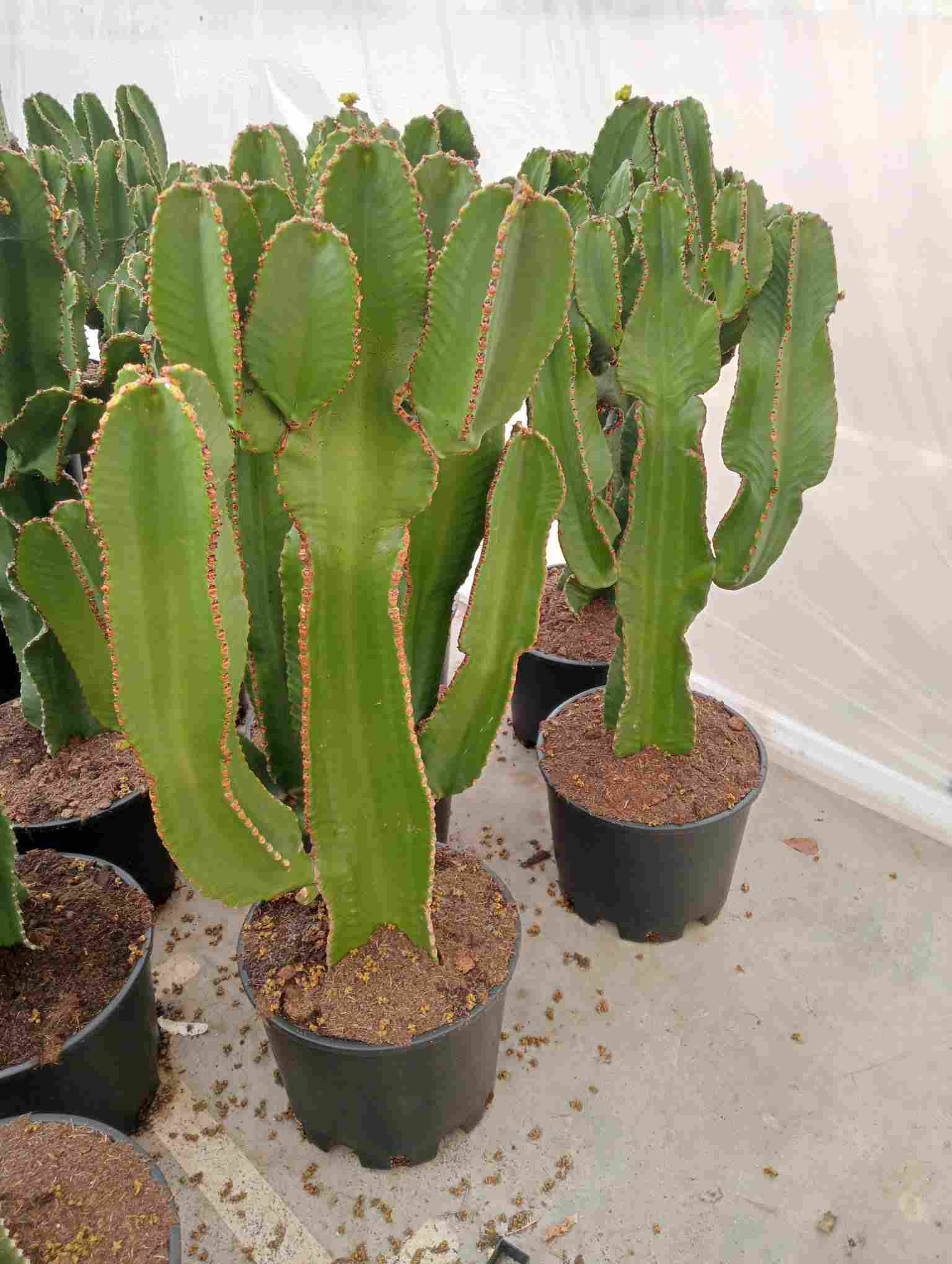 EUPHORBIA INGENS C 35 RAMIFICADA