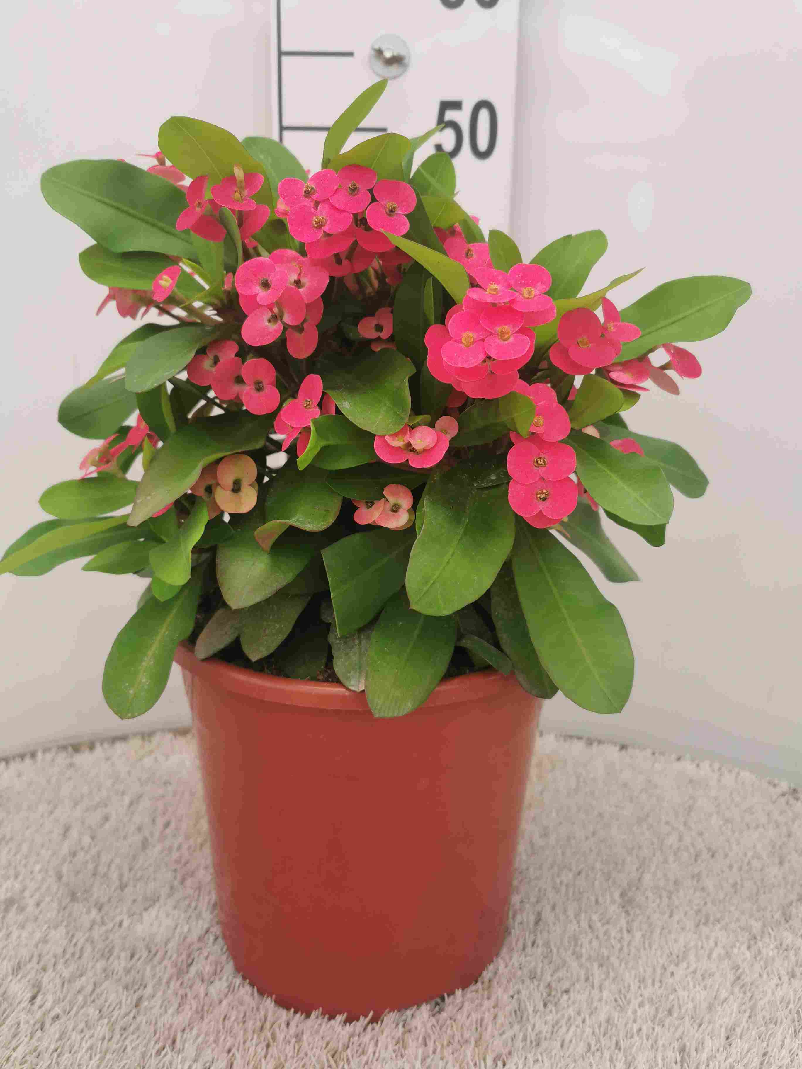 EUPHORBIA MILLI C 22