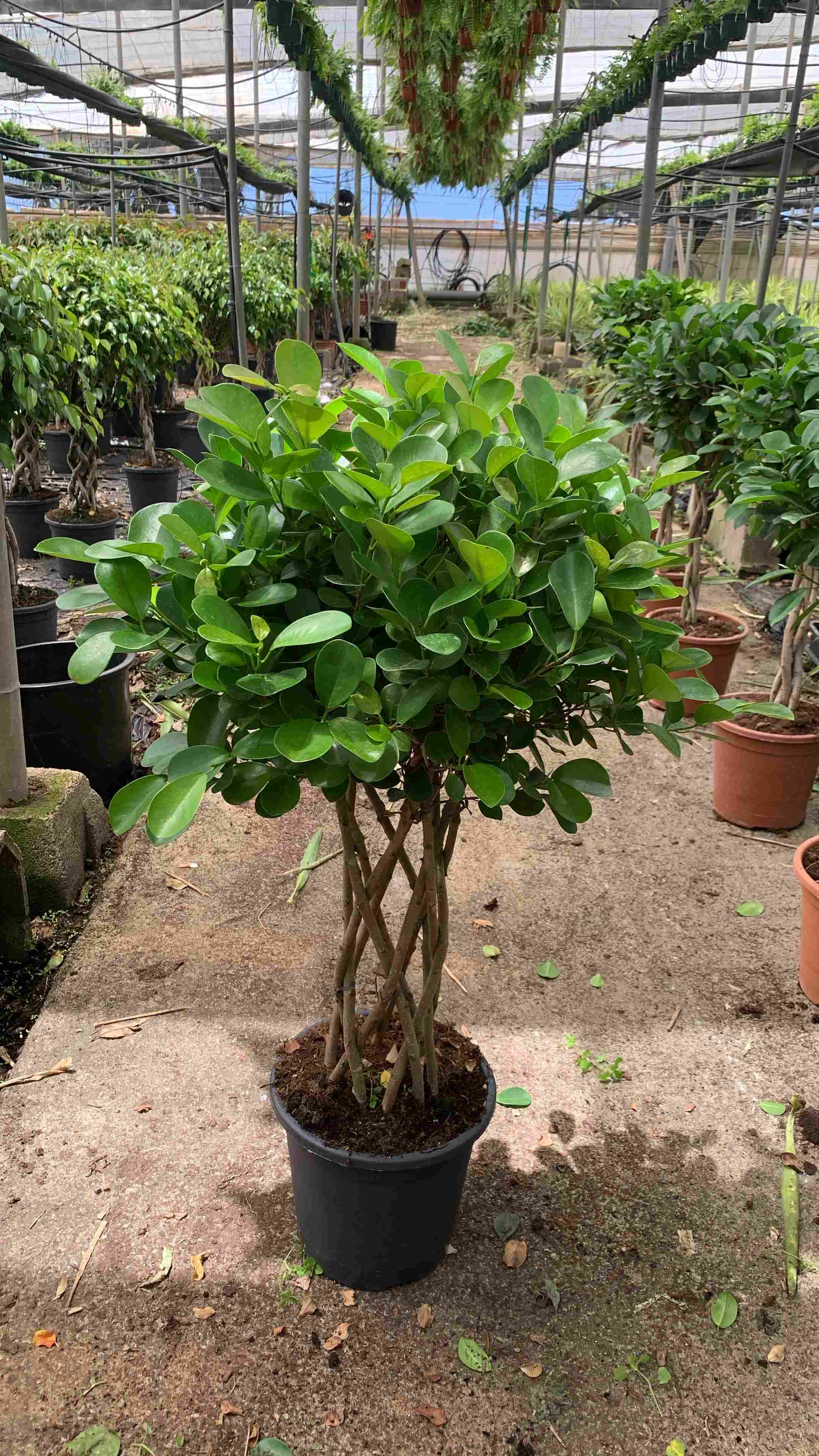 FICUS MOCLAMEN COLUMNA C 25 1.10 M