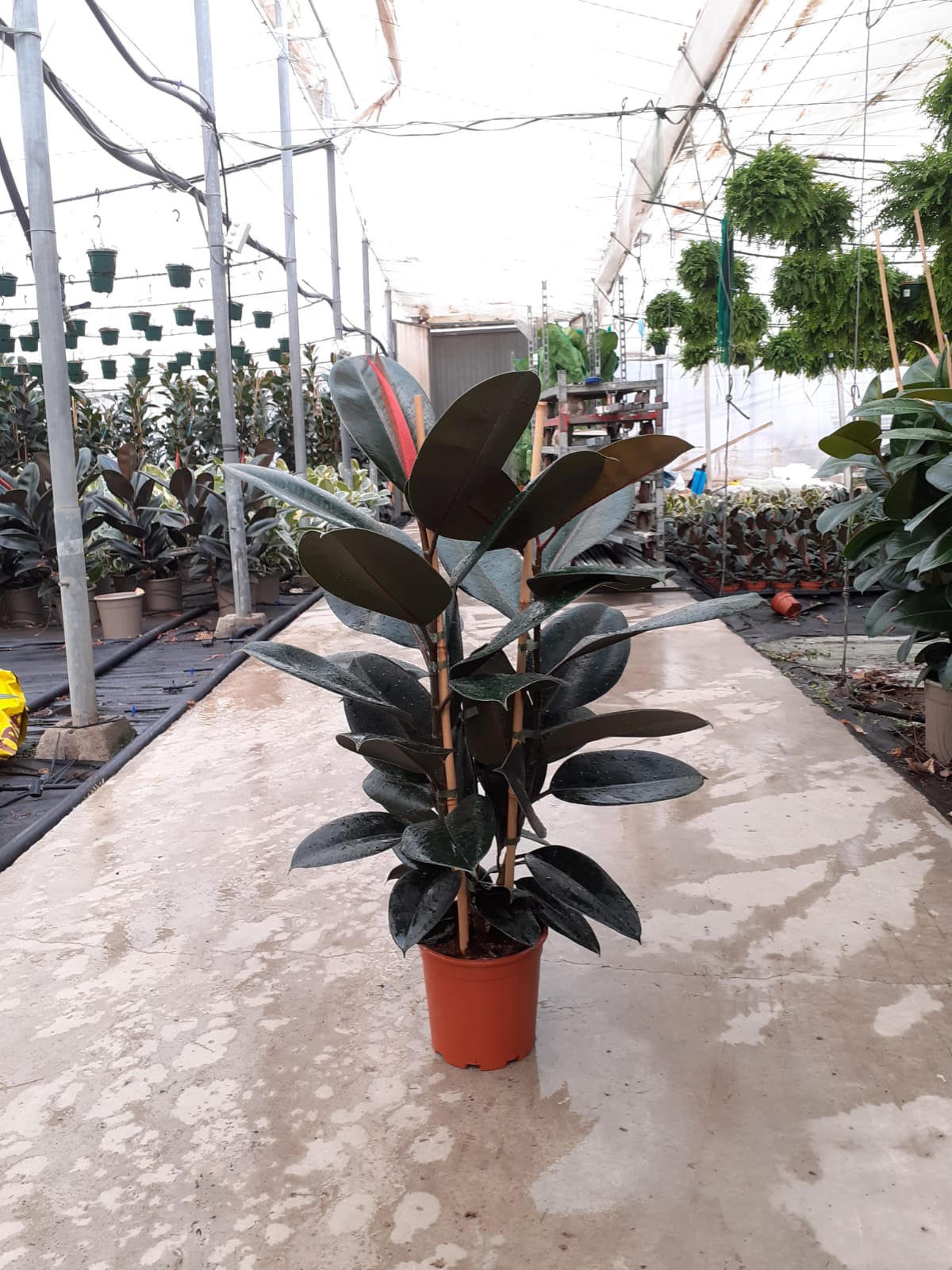 FICUS ROB ADBIJAN C 20 0.90 M 2 CAÑAS