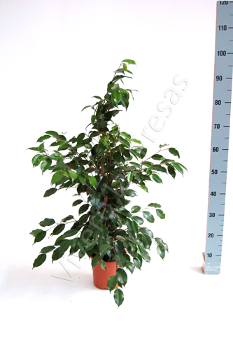 FICUS BENJAMINA "EXOTICA" C 17 0.90 M