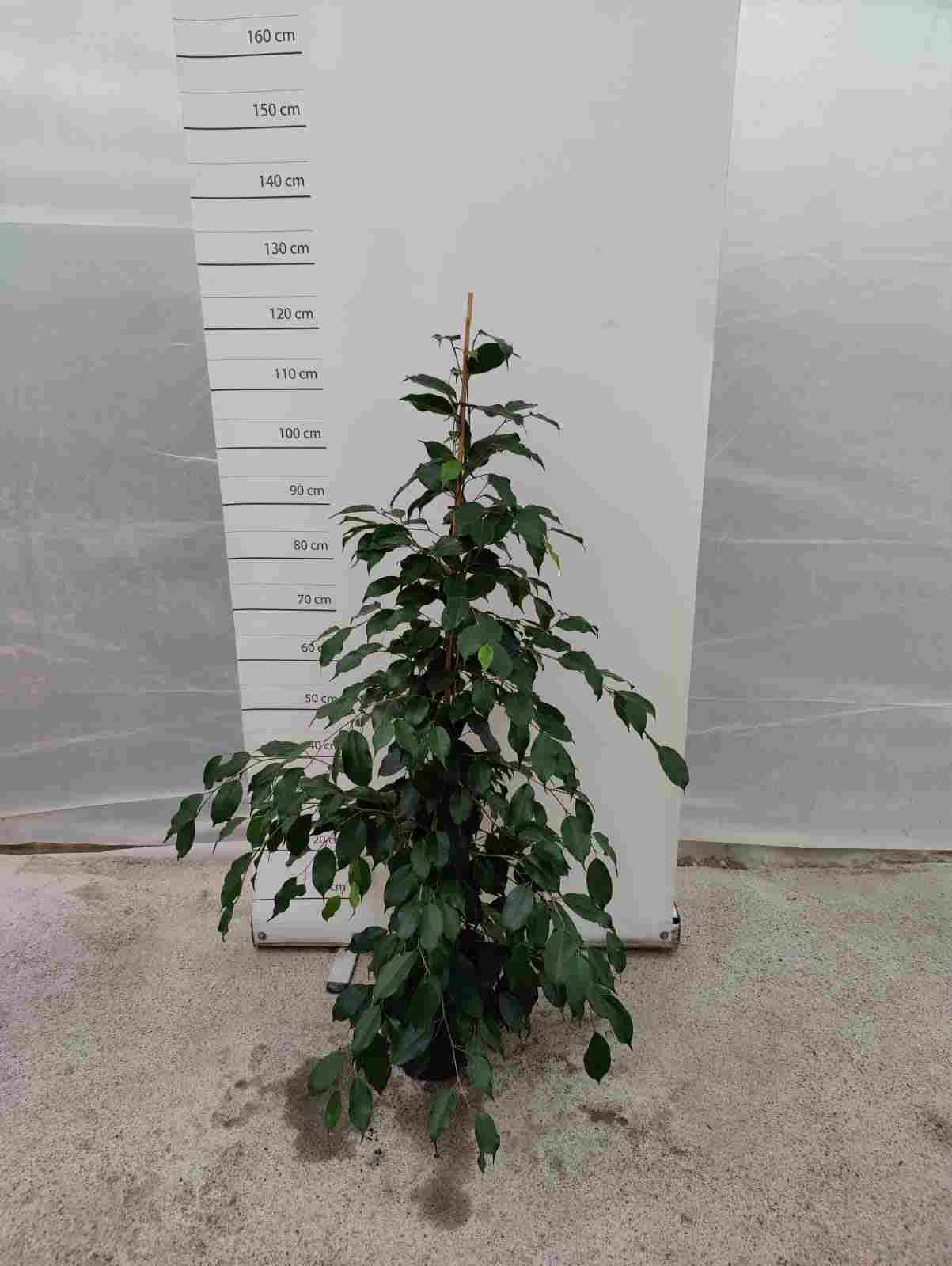 FICUS BENJAMINA "EXOTICA" C 20 1.20 M (635)