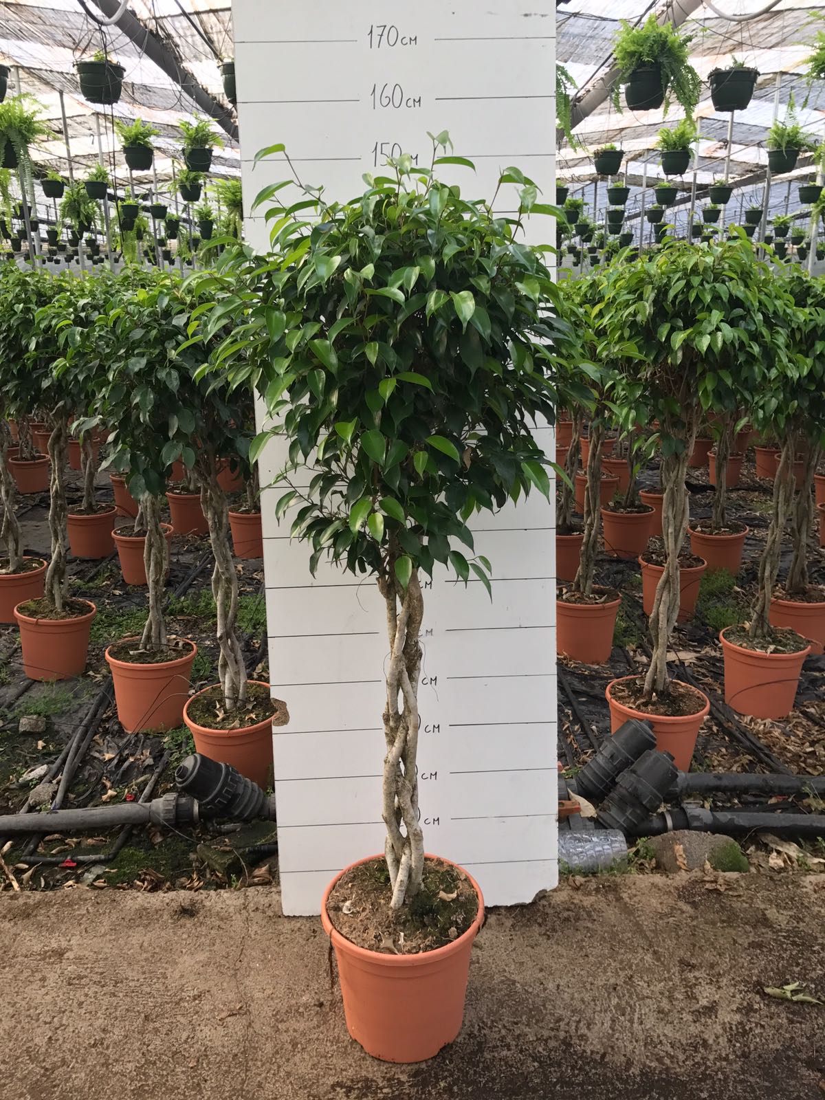 FICUS BENJAMINA TRENZA "EXOTICA" C 30 1.40-1.50 M