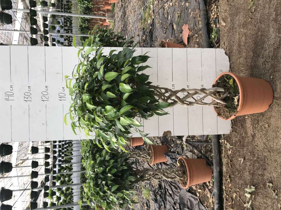 FICUS BENJAMINA COLUMNA C 25 1.10 M