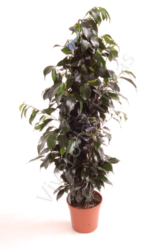 FICUS DANIELLE C 17 0.90 M