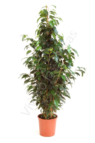 FICUS DANIELLE C 20 1.20 M