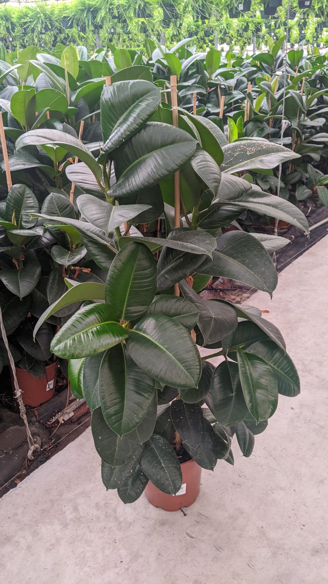 FICUS ROBUSTA C 22 1.20 M 2 CAÑAS