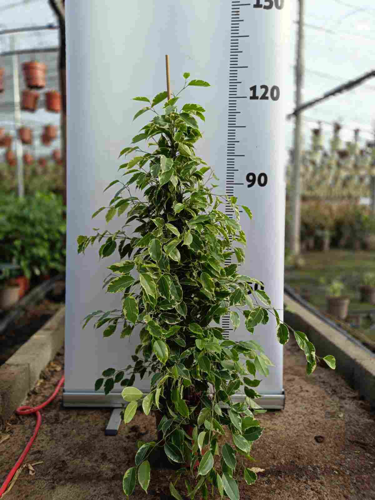 FICUS GOLDEN KING C 20 1.20 M