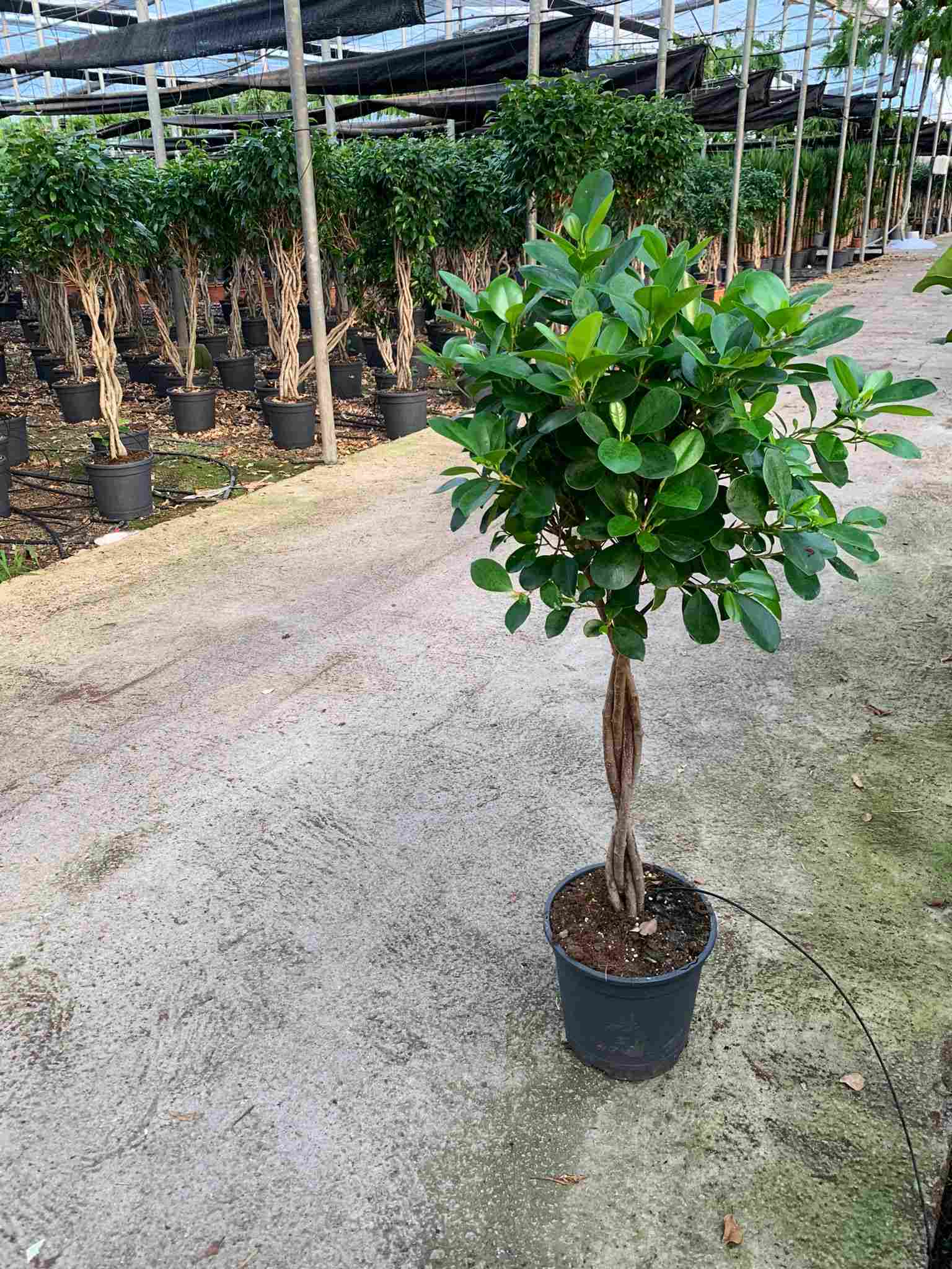 FICUS MOCLAMEN TRENZADO C 22 0.90 CM